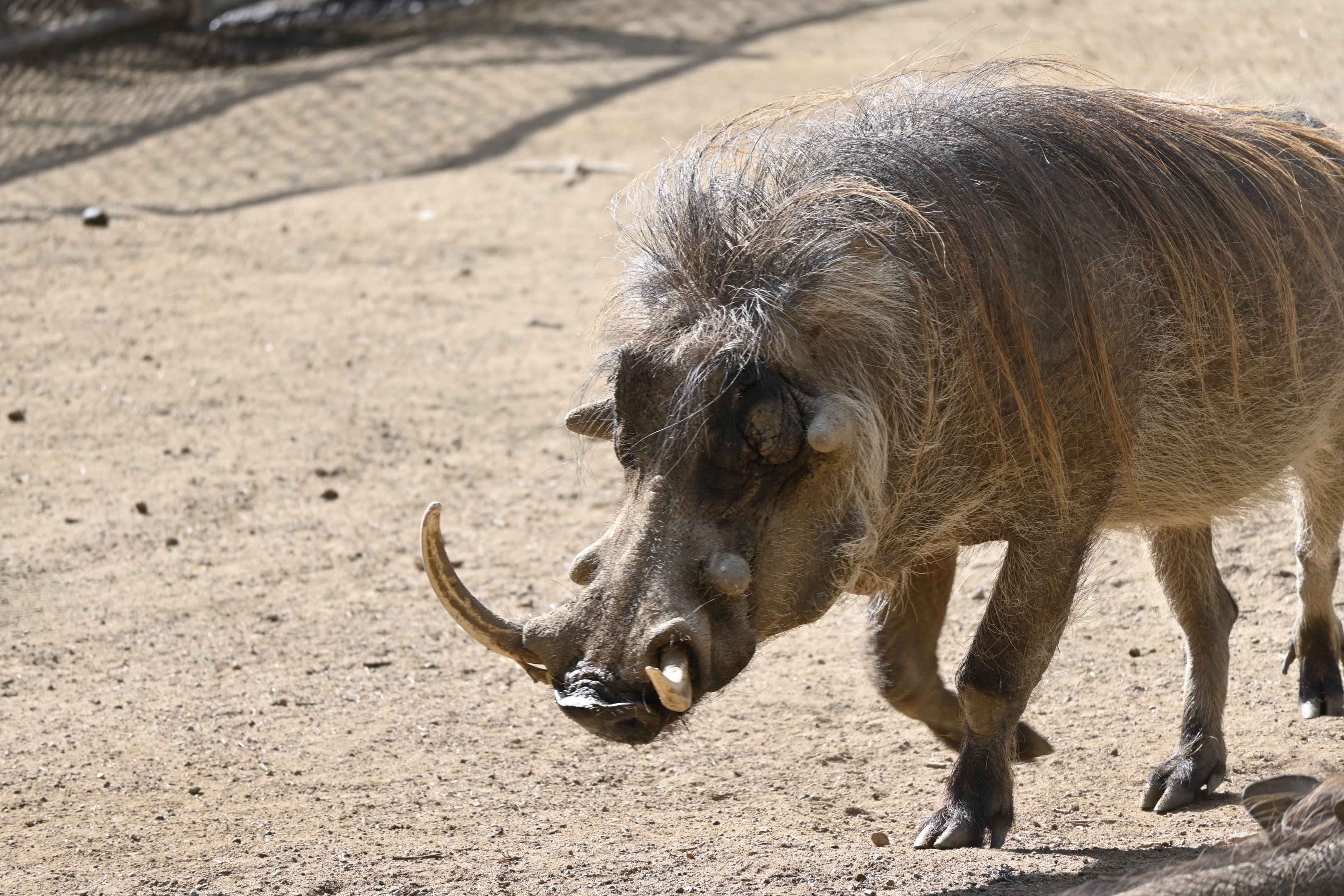 Common Warthog