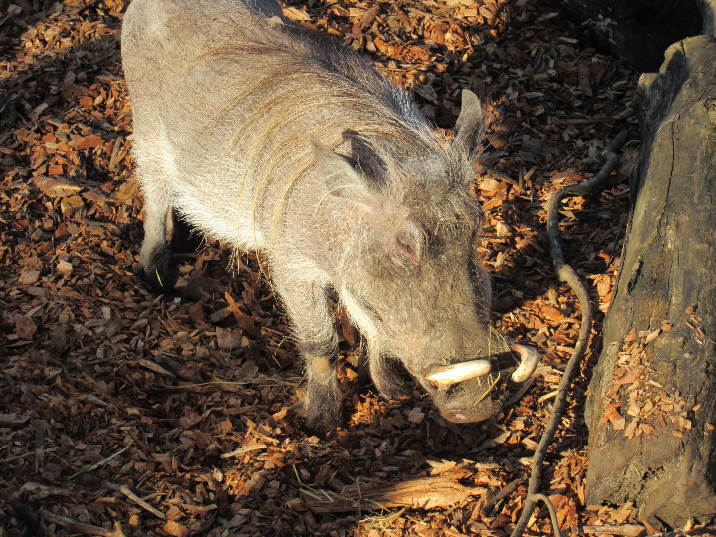 Common Warthog
