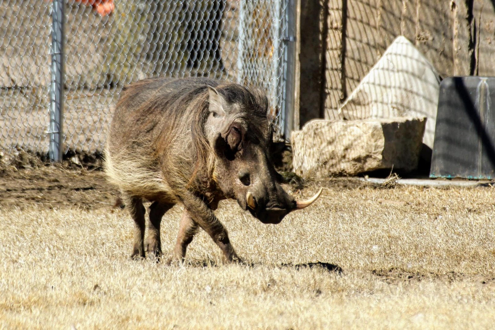 Common Warthog