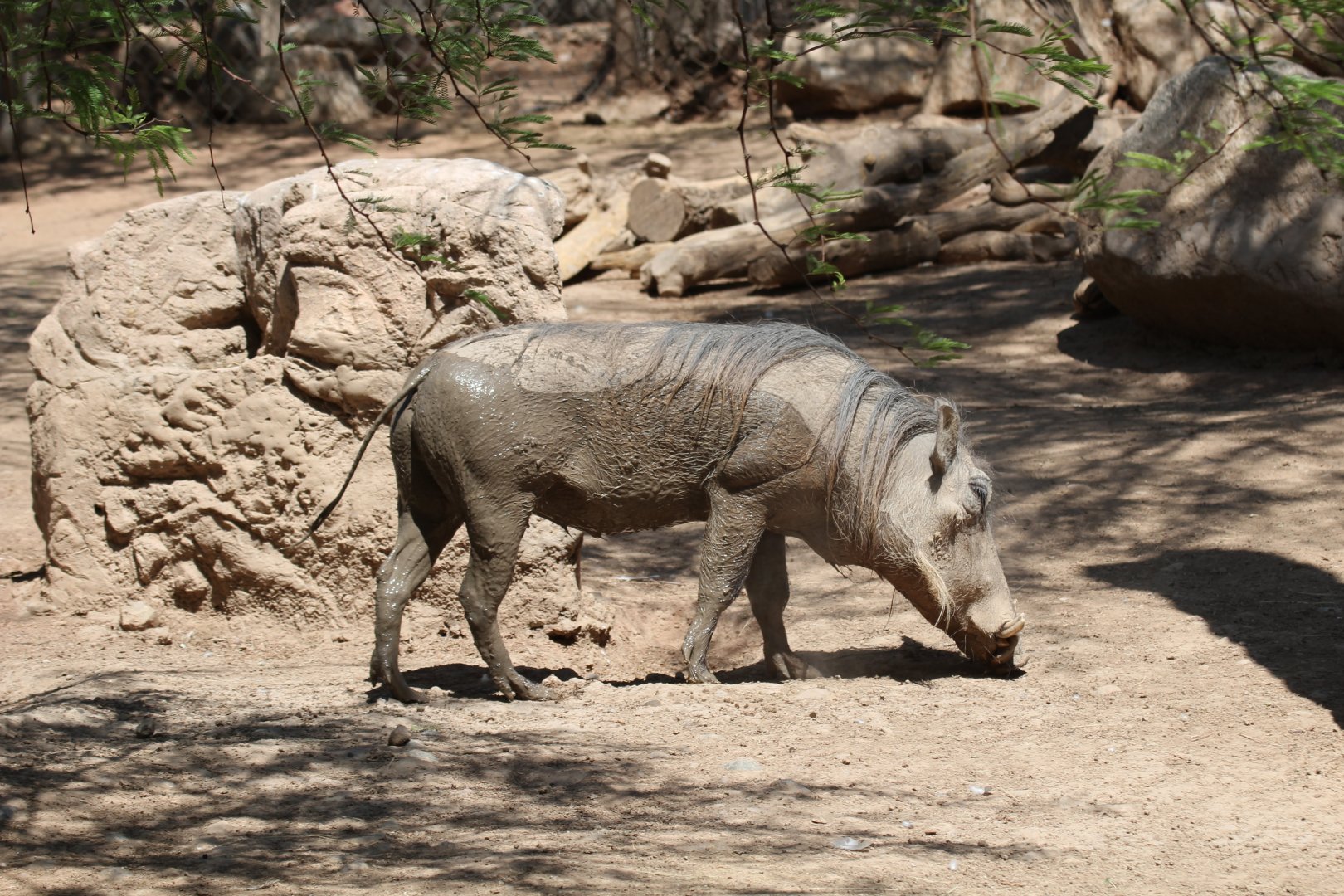 Common Warthog