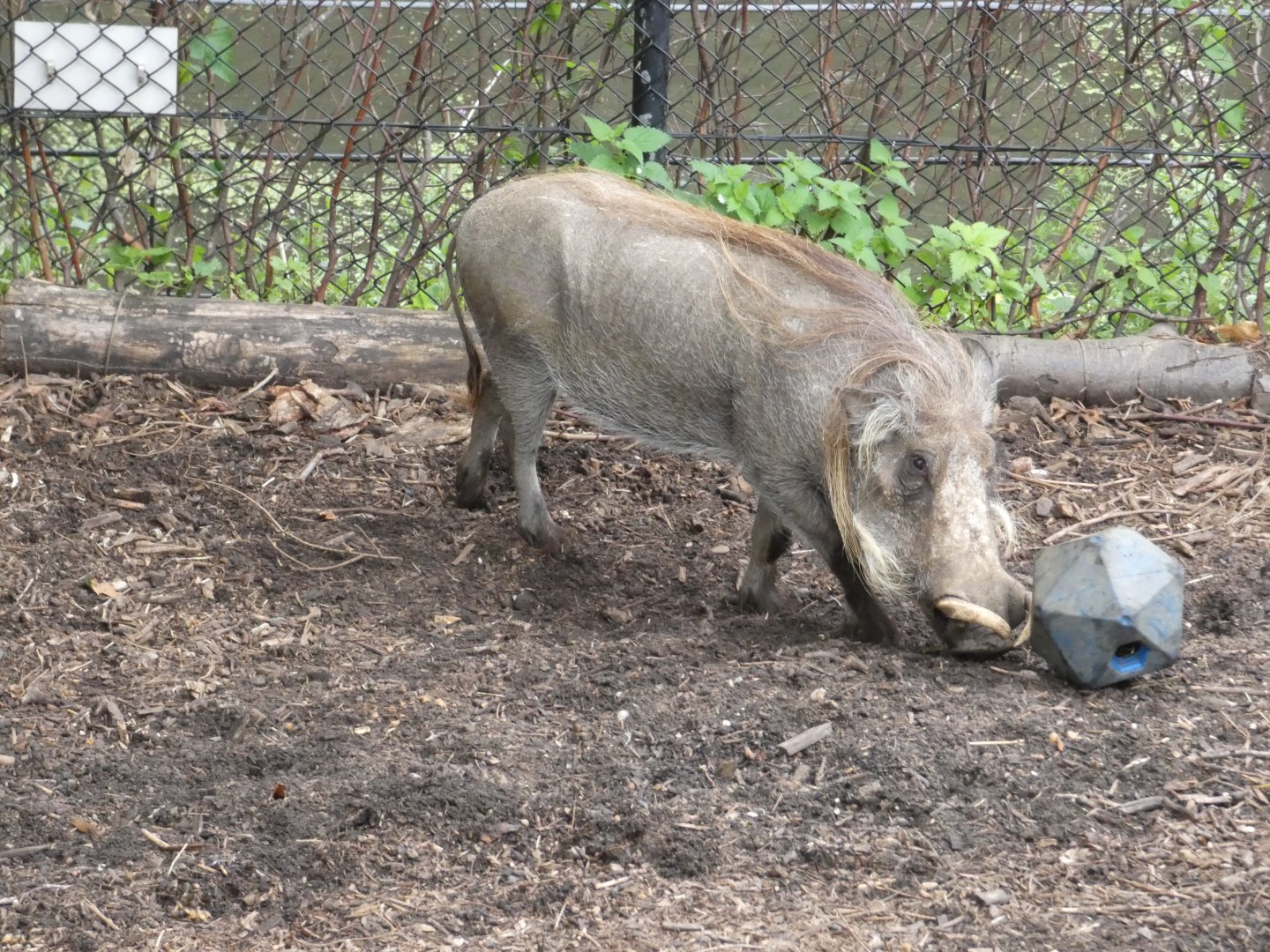 Common warthog