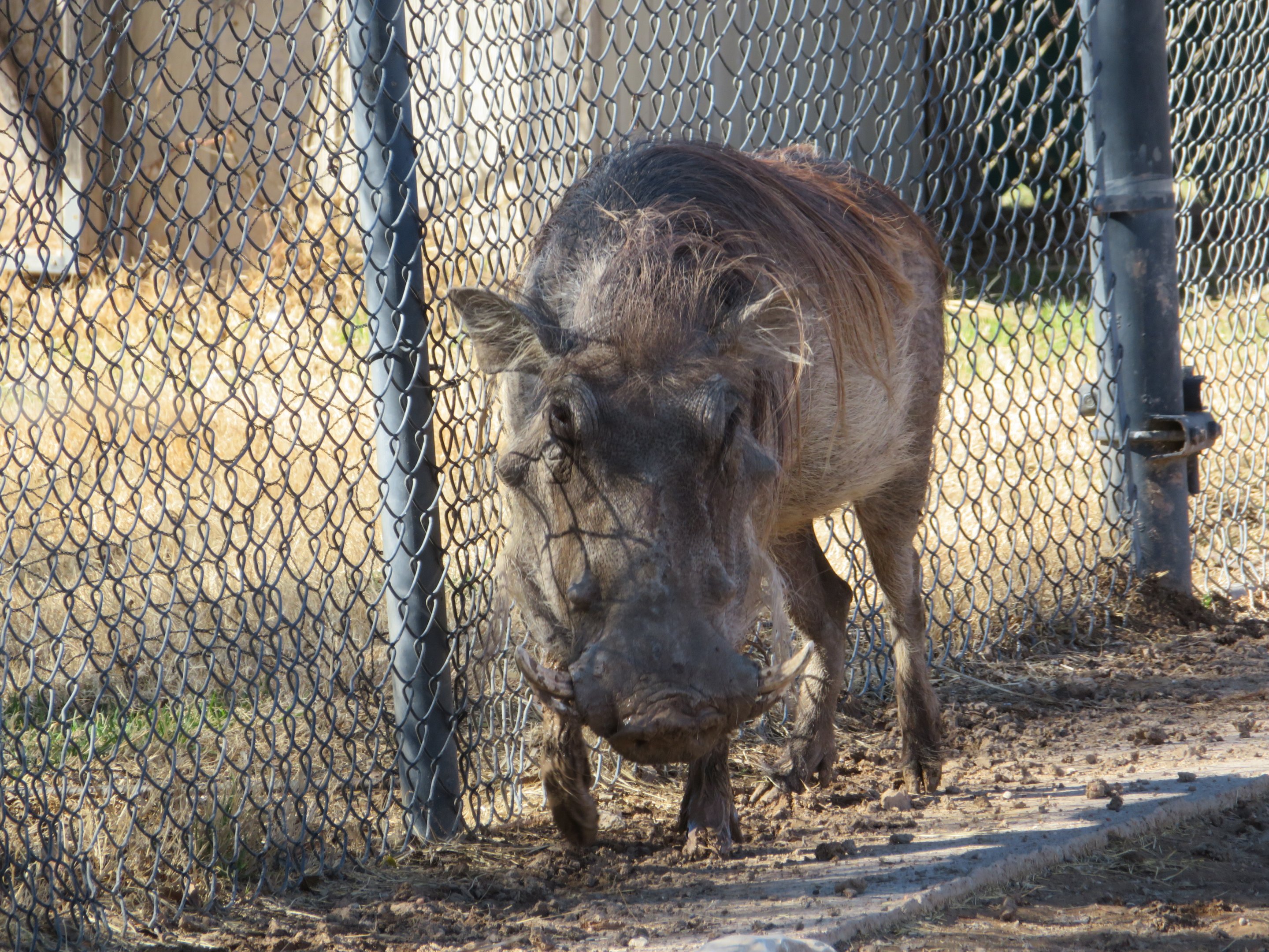 Common Warthog