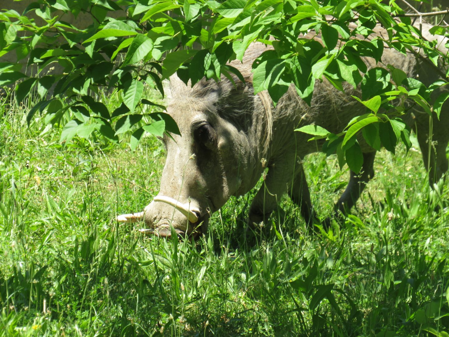 Common warthog