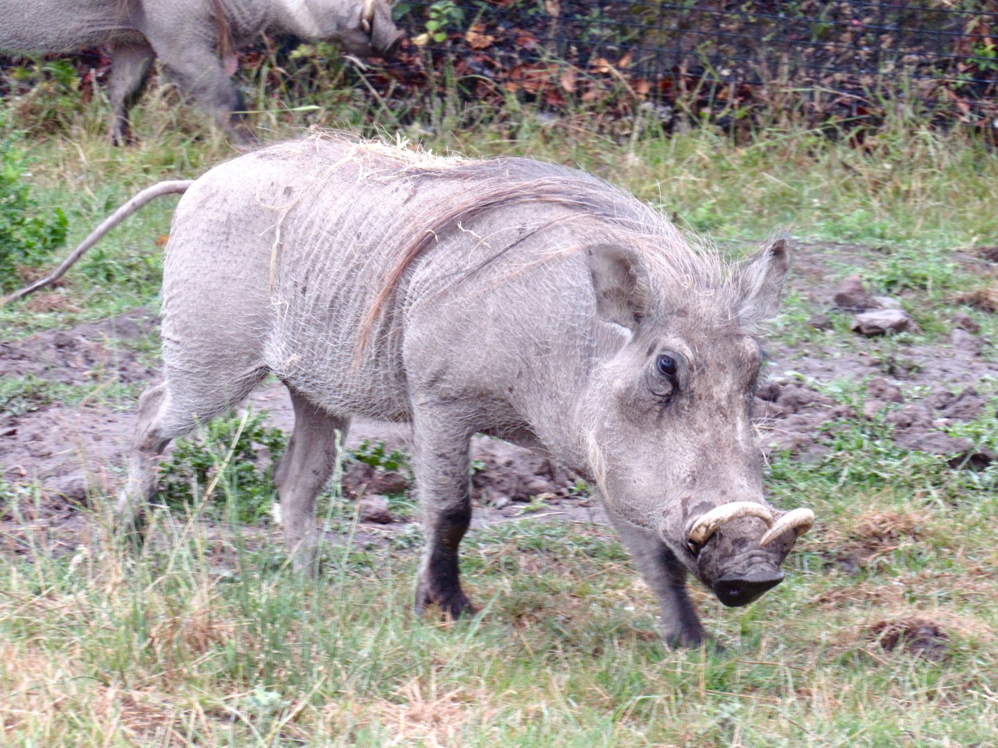 Common Warthog