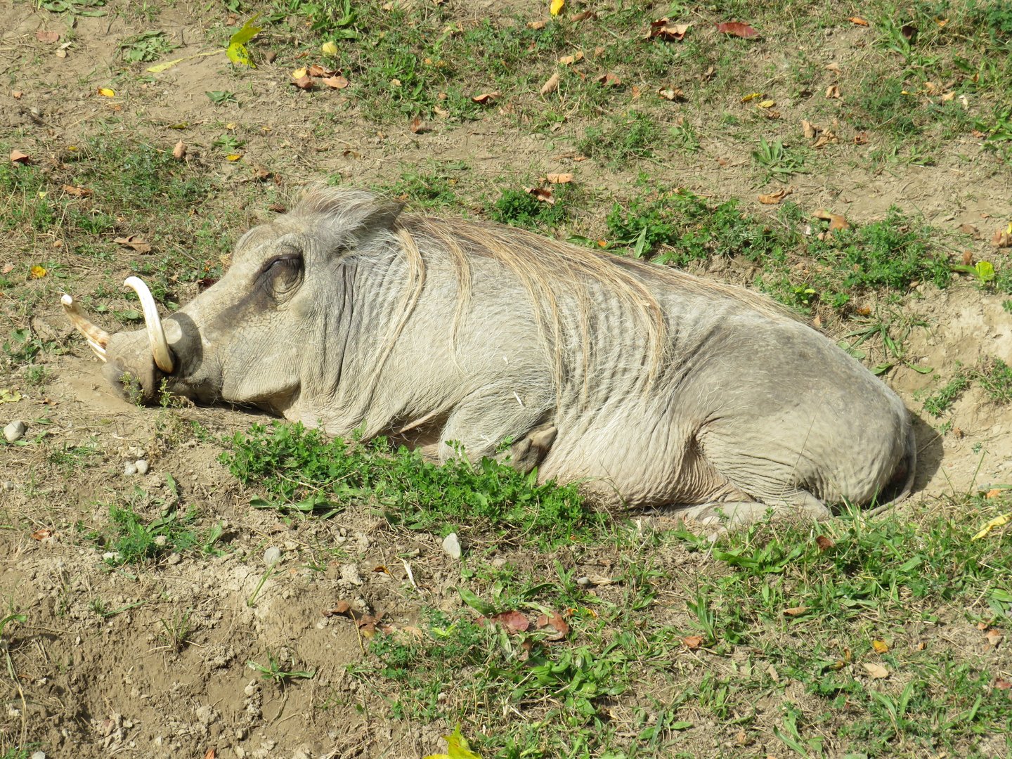 Common warthog