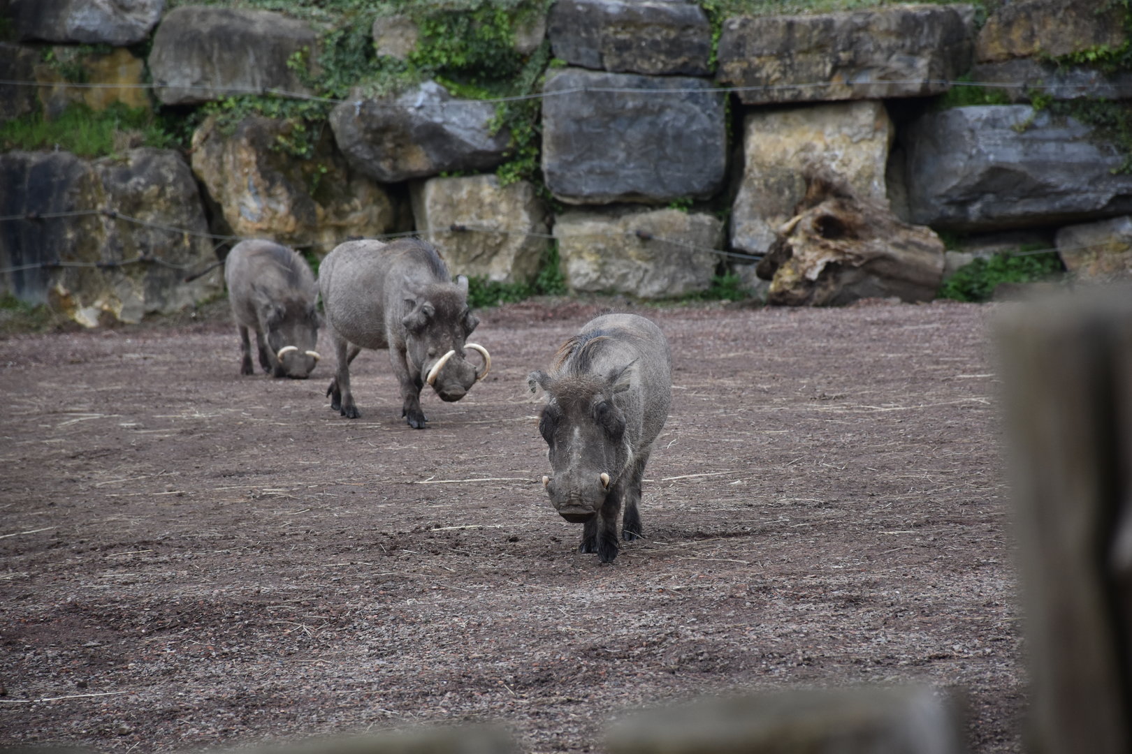 Common warthog