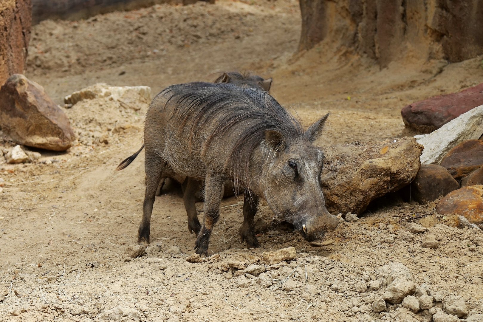Common Warthog