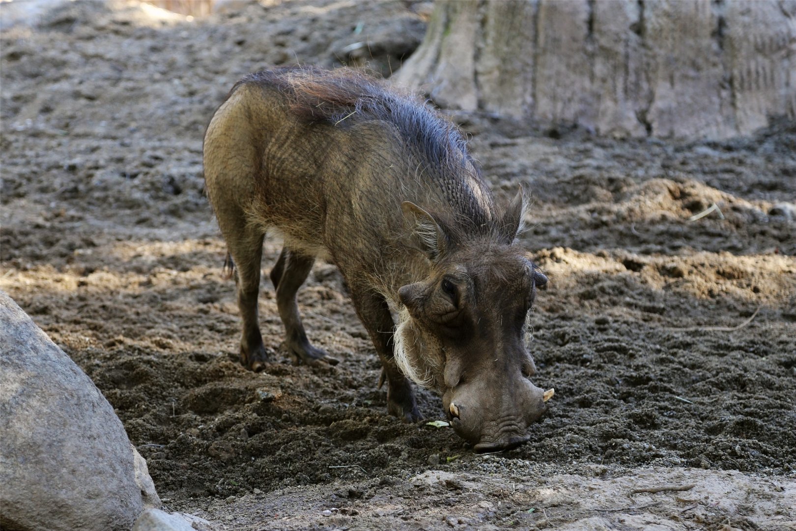Common Warthog