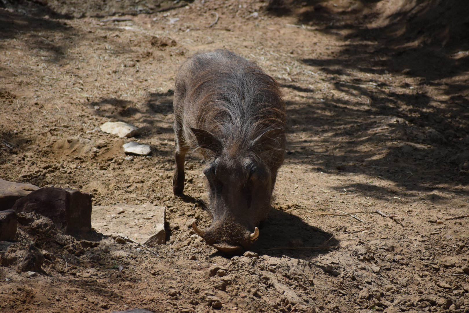 Common Warthog