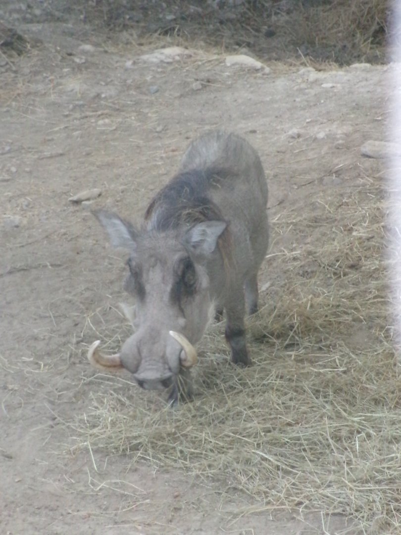 Common warthog