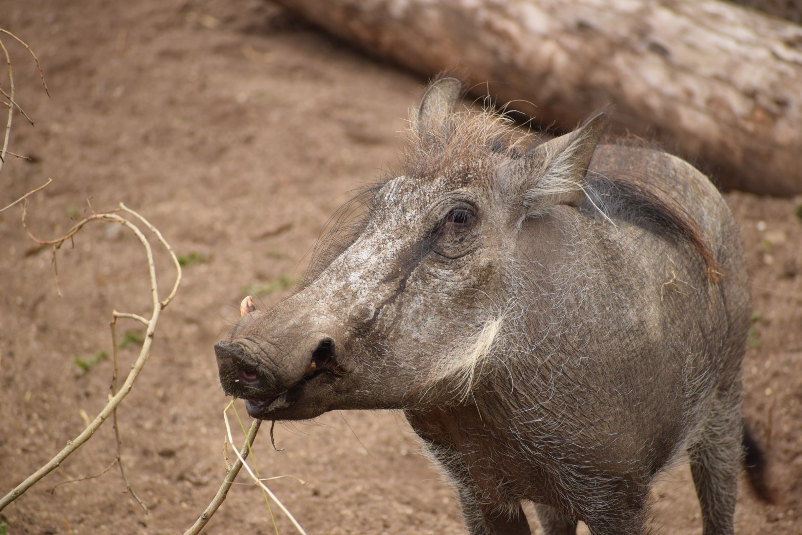 Common Warthog
