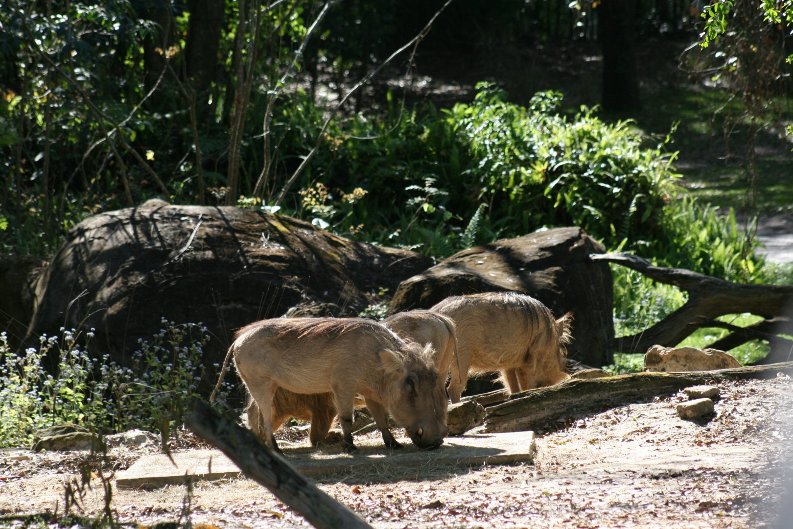 Common Warthog