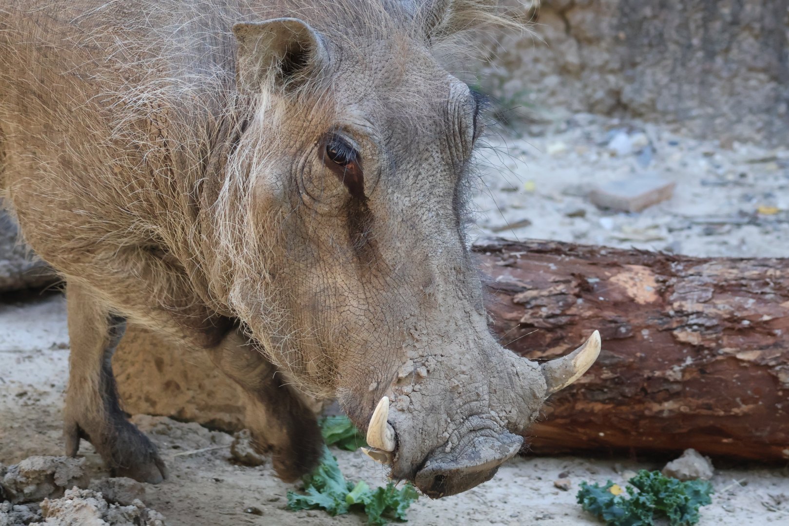 Common Warthog