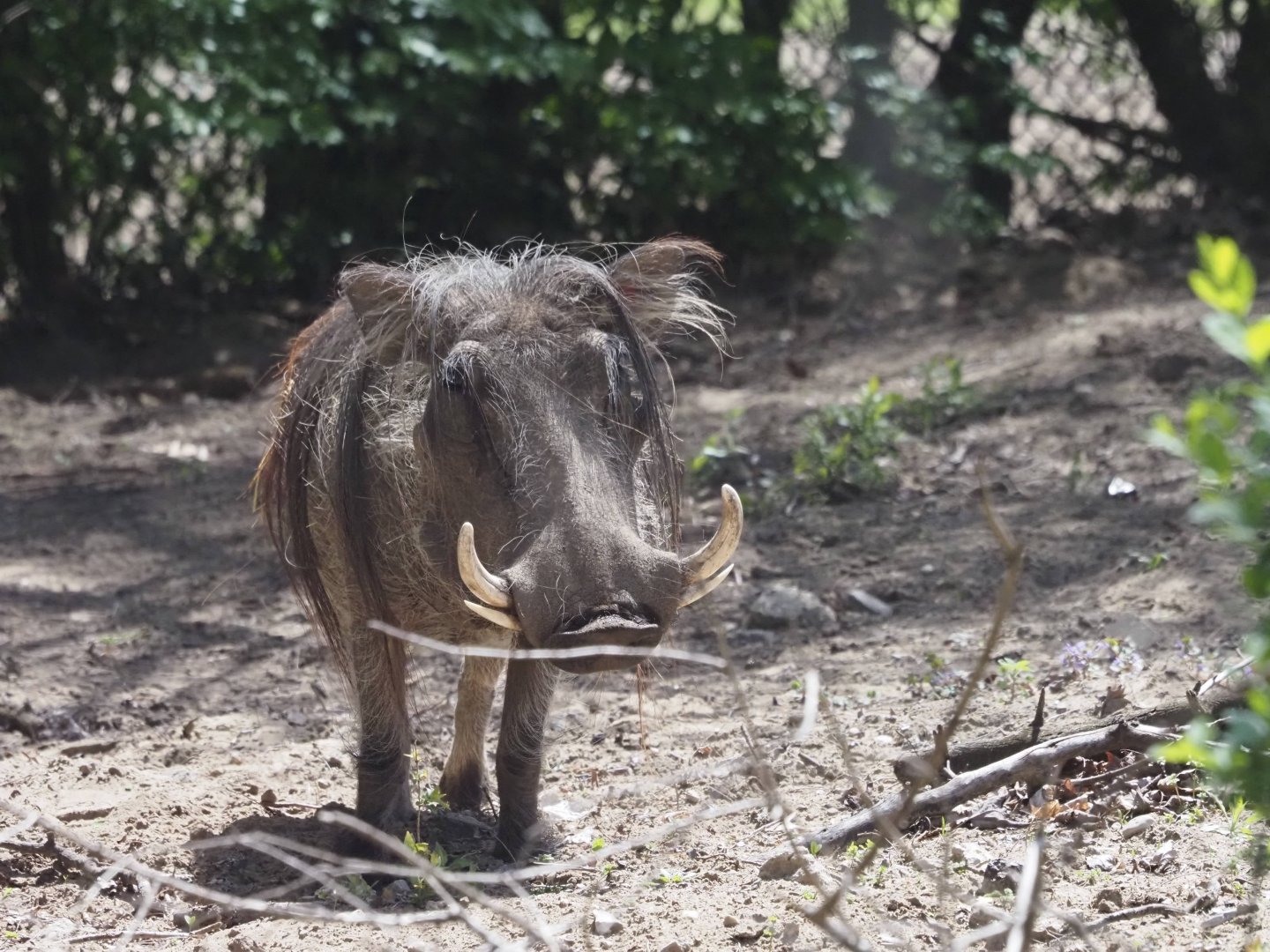 Common Warthog