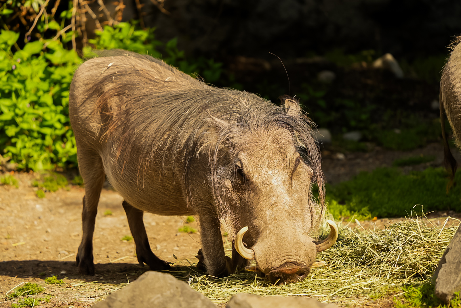 Common Warthog