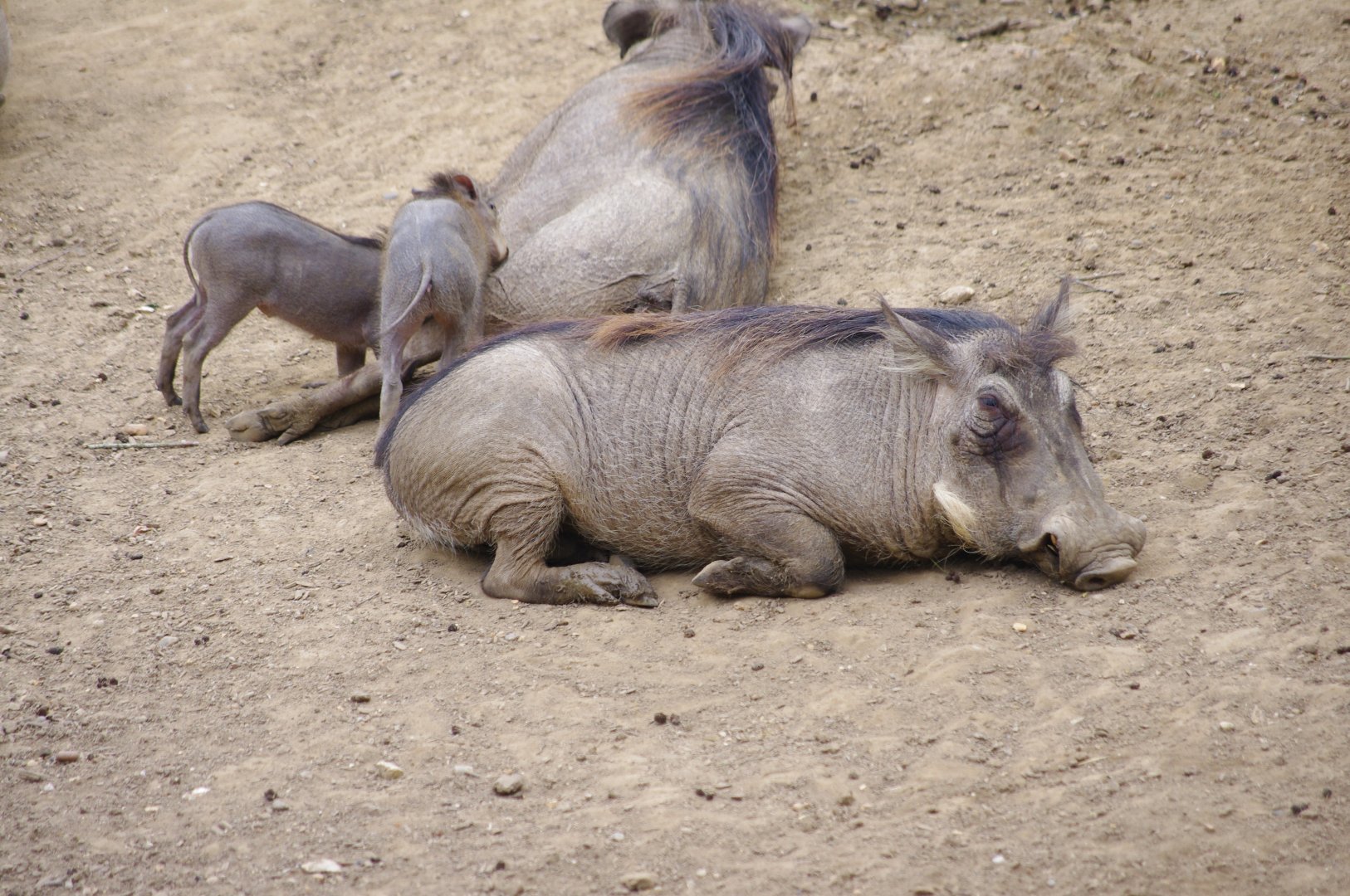 Common Warthogs- 11/4/2024
