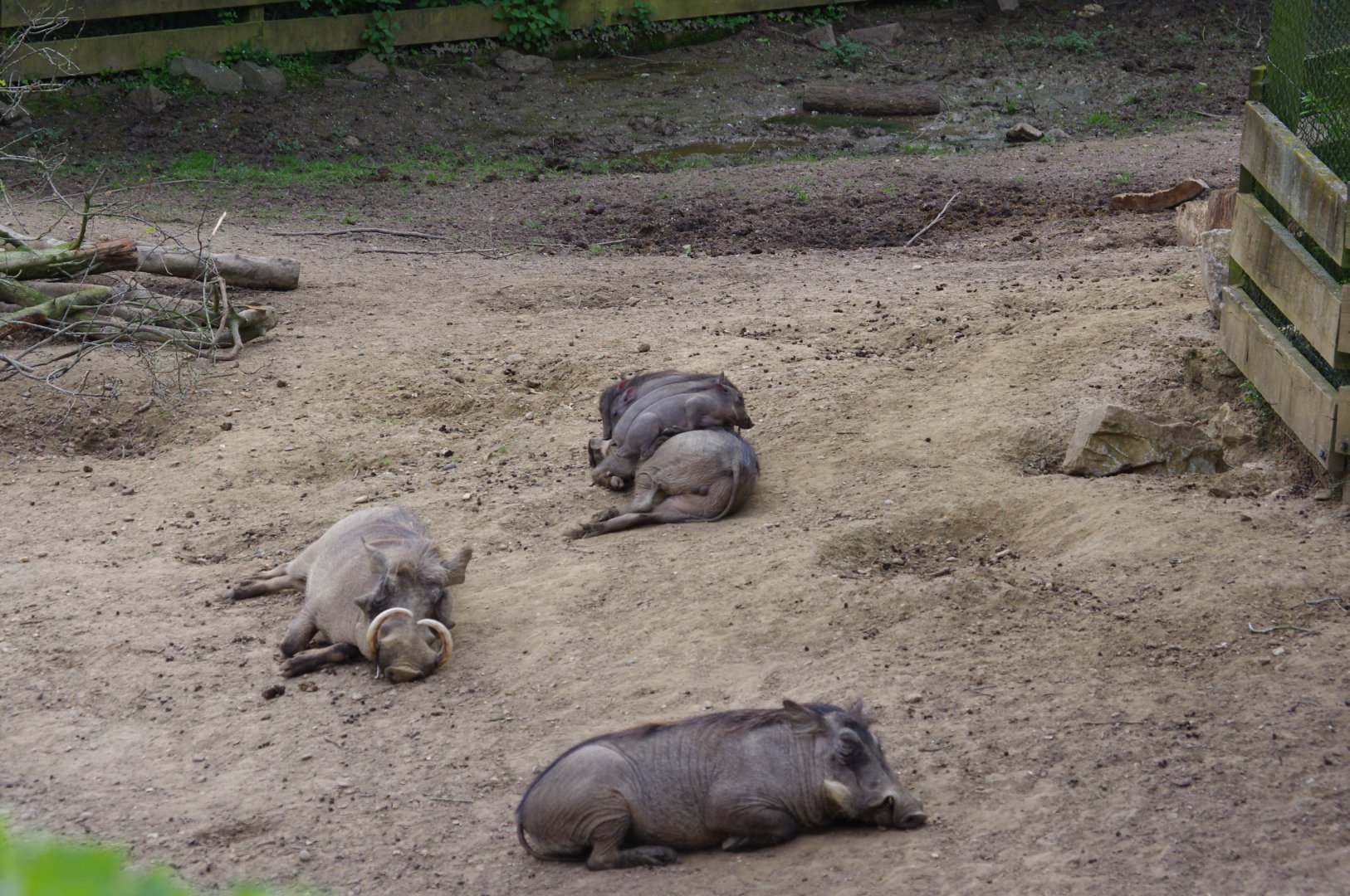 Common Warthogs- 11/4/2024