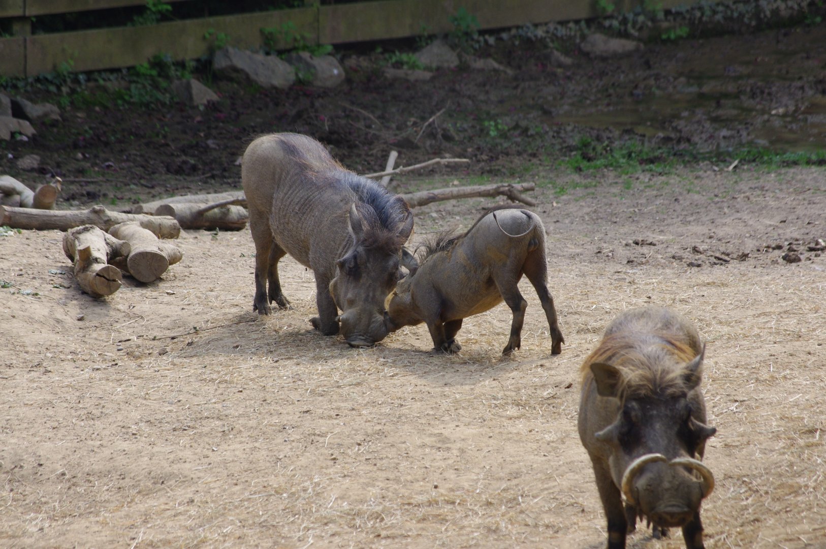 Common Warthogs- 2/8/2024