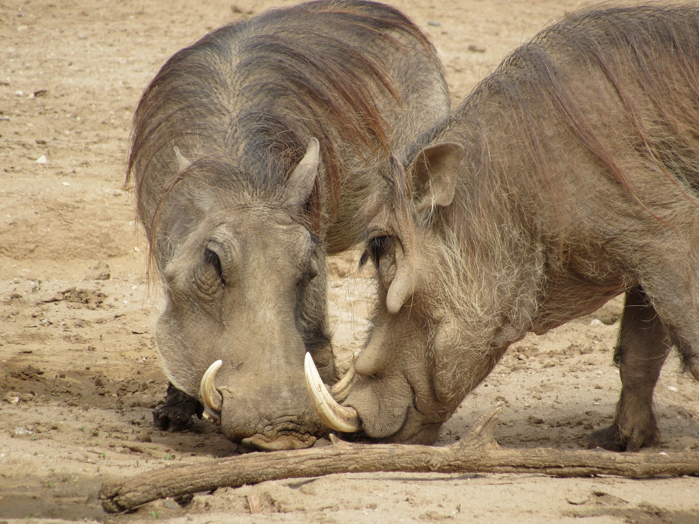 Common Warthogs - 3/6/23