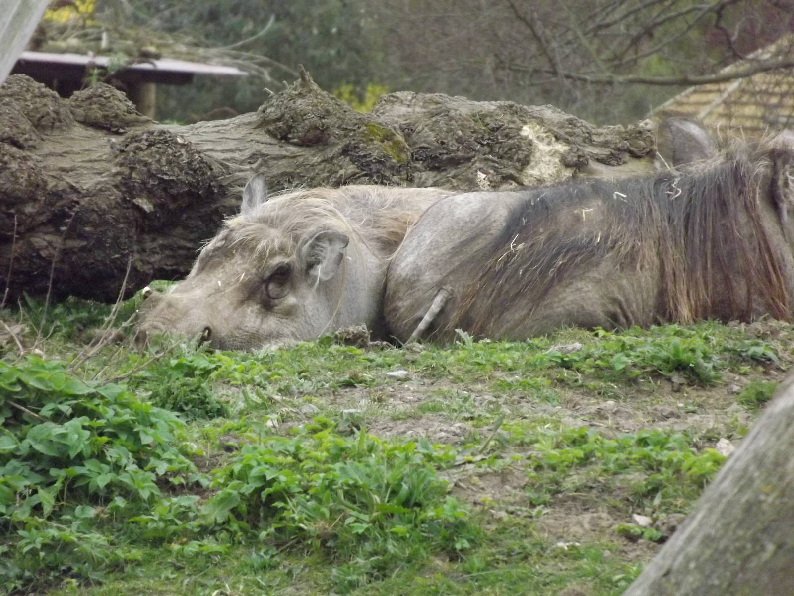 Common Warthogs at Chester Zoo 31/03/12