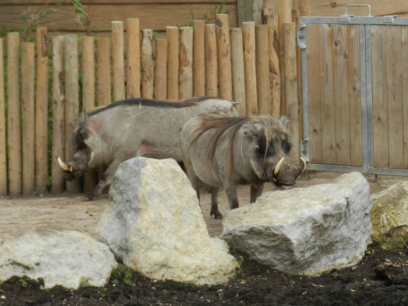Common Warthogs at Flamingo Land - 14/10/2012