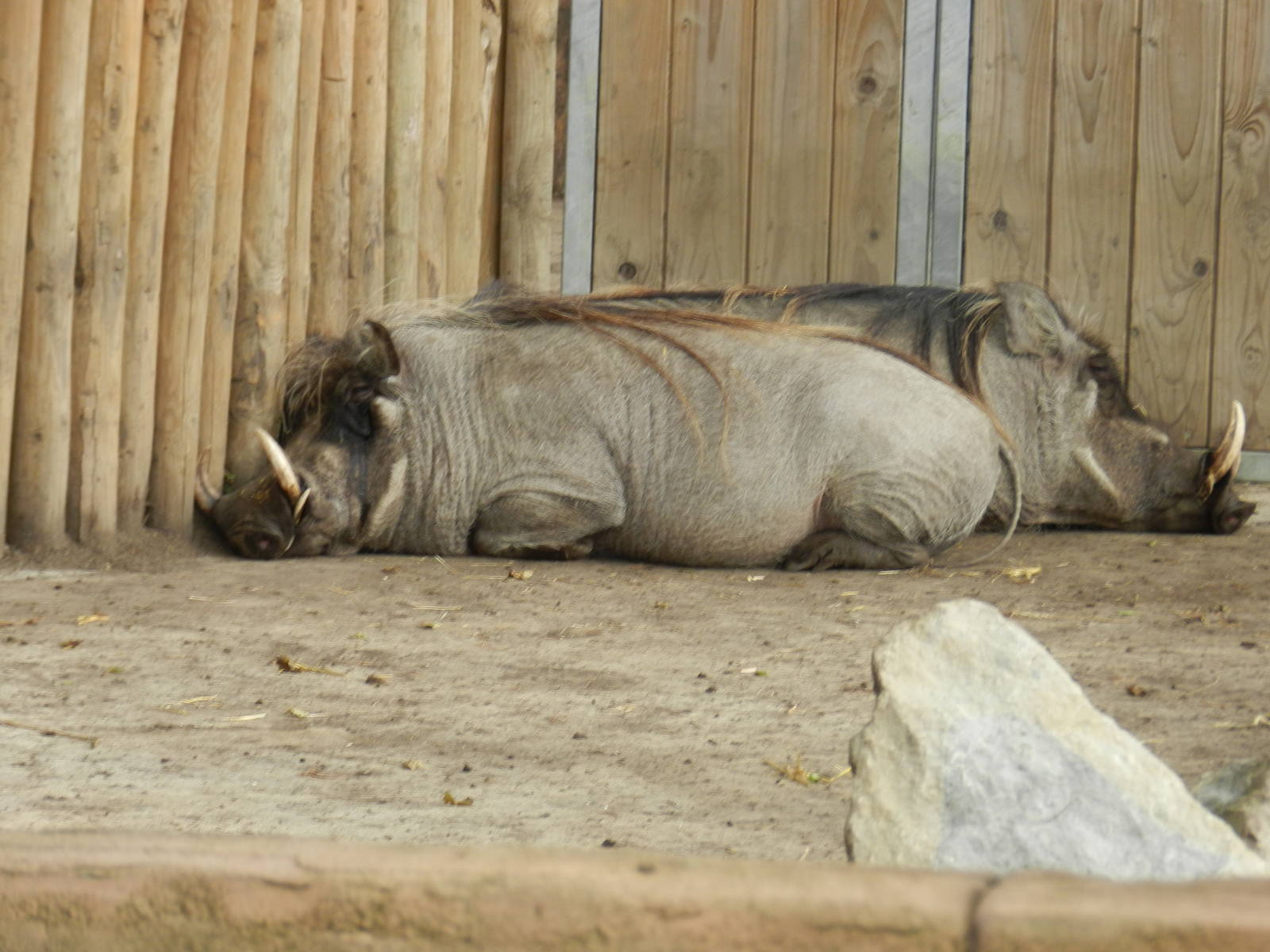 Common Warthogs at Flamingo Land - 14/10/2012