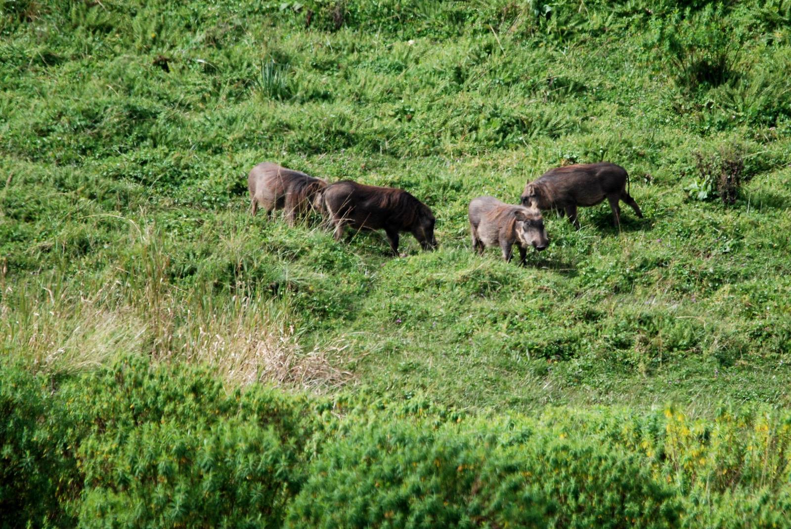 Common Warthogs in Bale Mountains NP, 16/10/14
