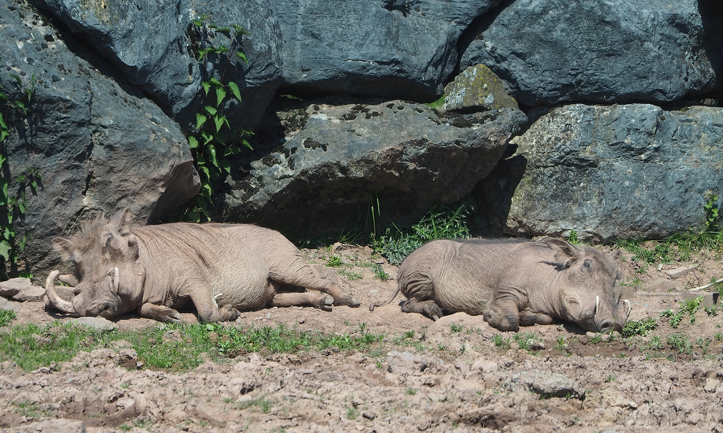 Common warthogs (Phacochoerus africanus), 2023-05-19