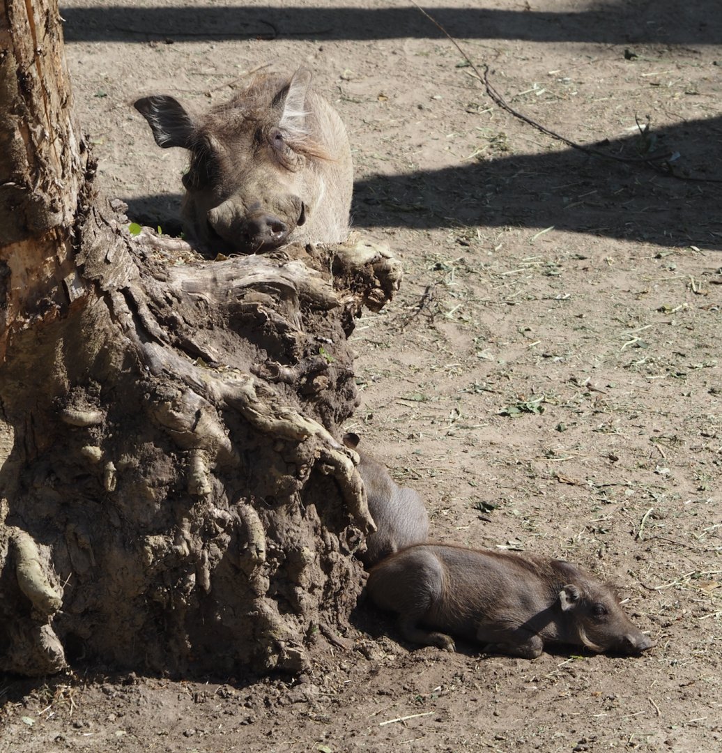 Common warthogs (Phacochoerus africanus), 2025-05-14