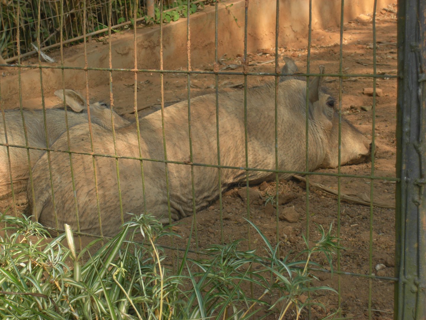 Common warthogs (Phacochoerus africanus) (July, 2018)