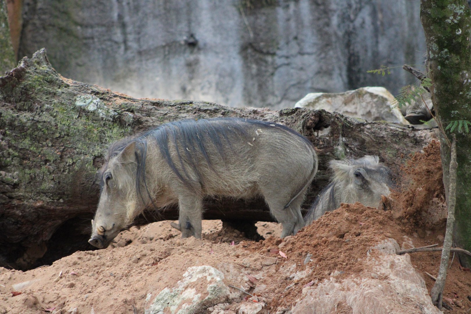 Common Warthogs (Phacochoerus africanus)