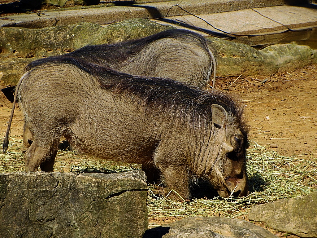 Common Warthogs