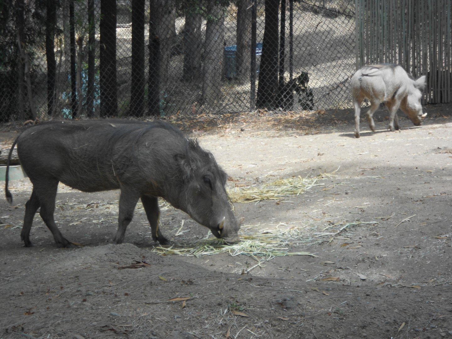 Common warthogs