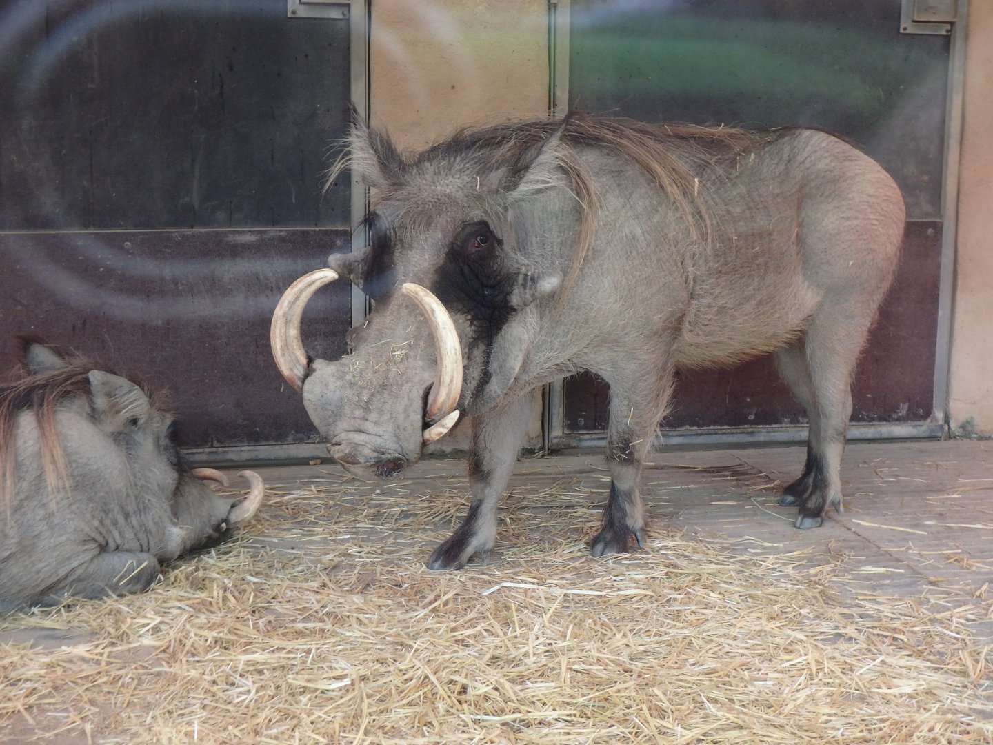 Common warthogs