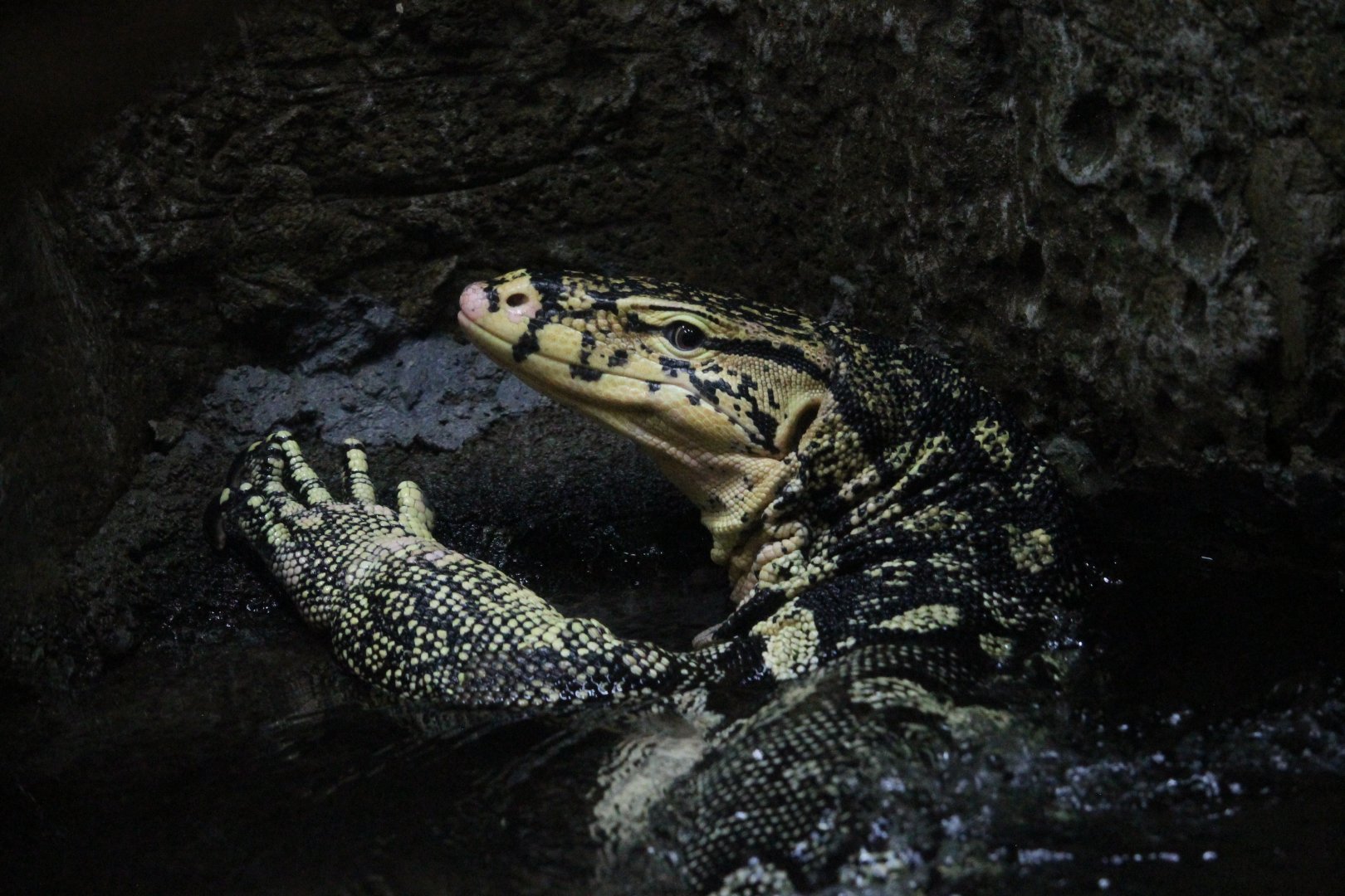 Common water monitor (Varanus salvator)