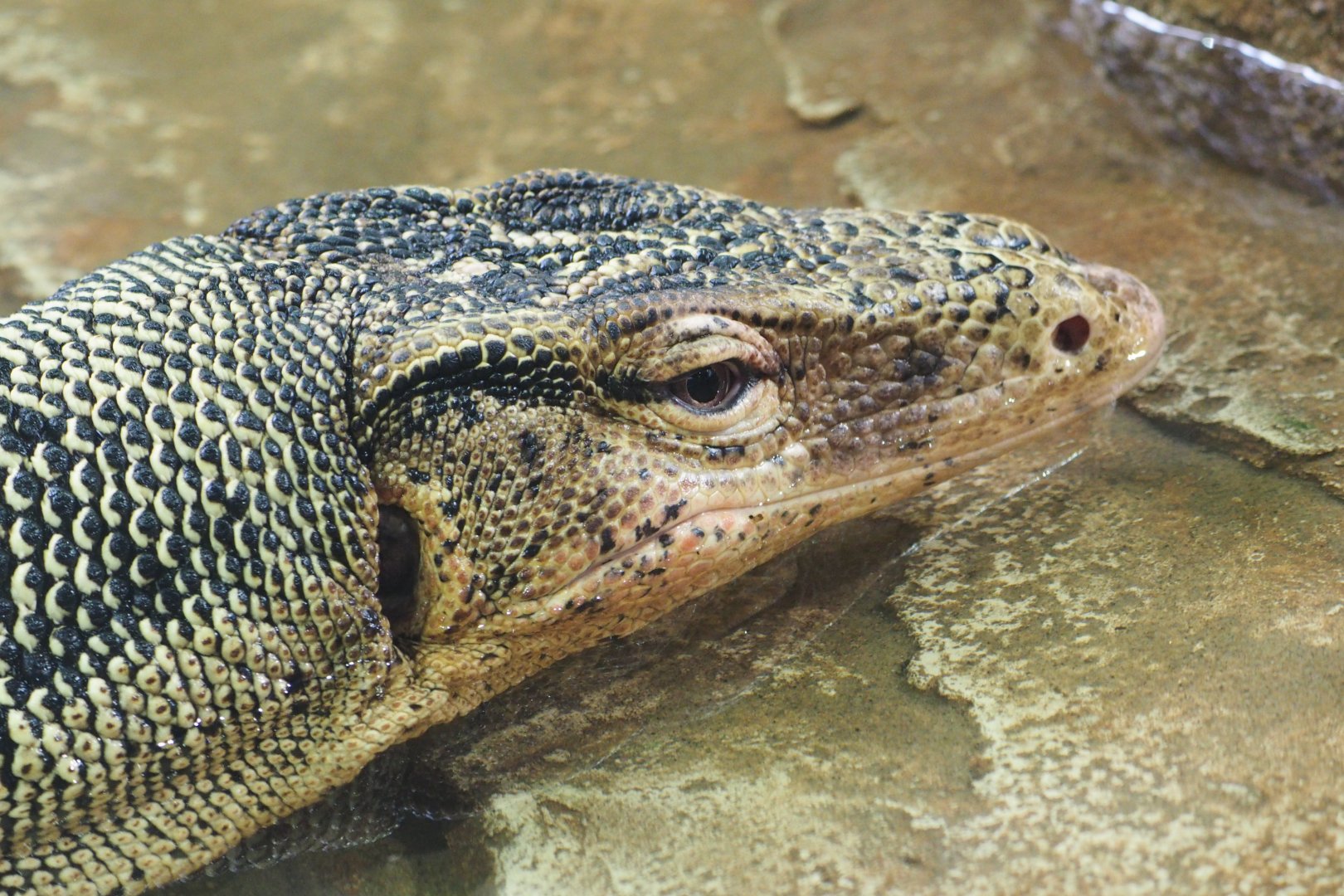 Common water monitor