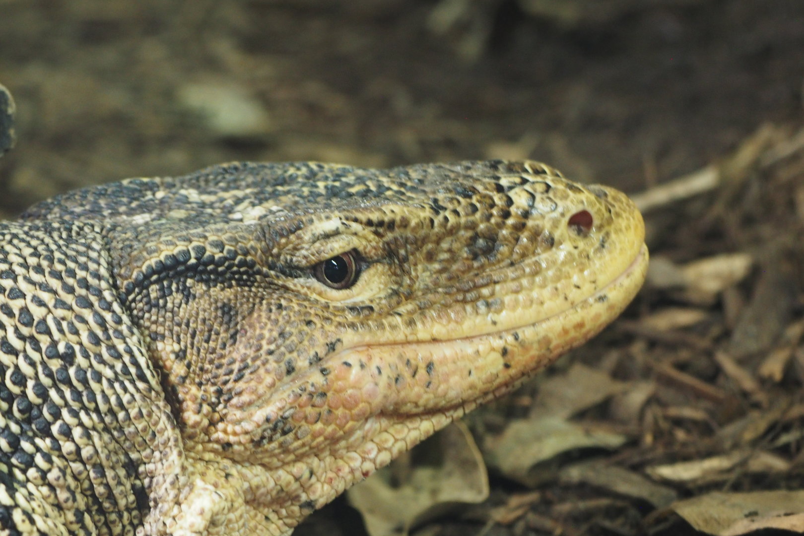 Common Water Monitor