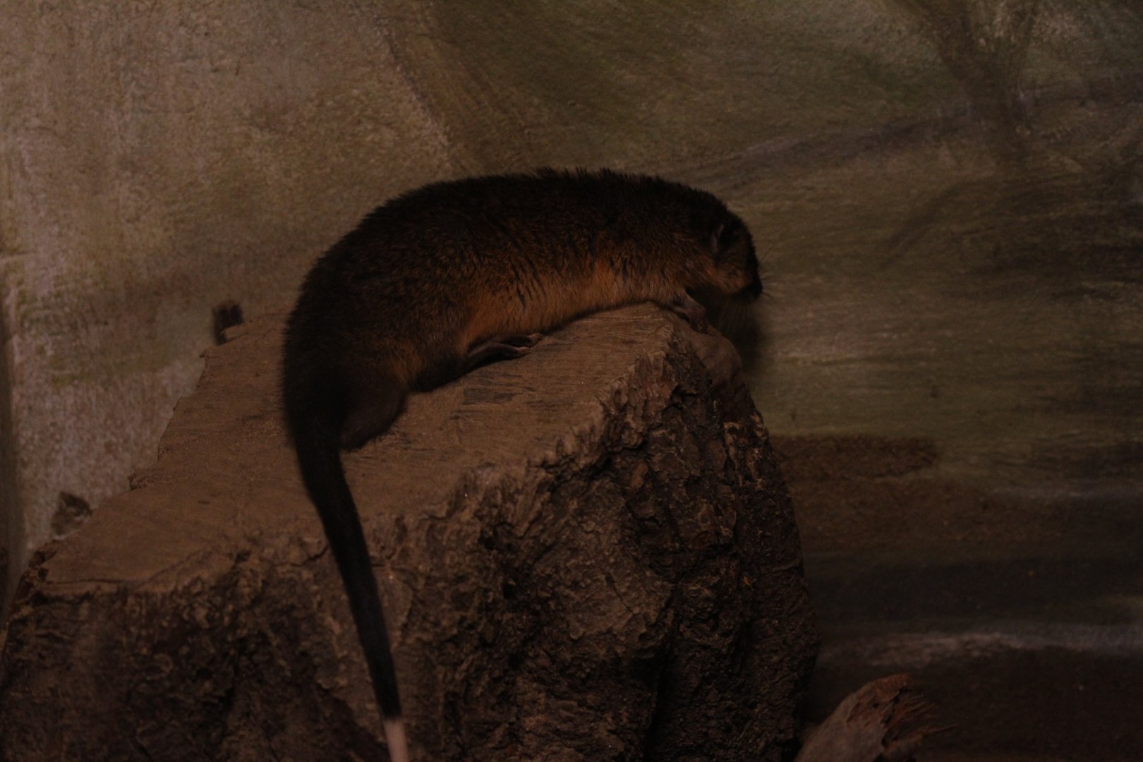 Common water-rat (Hydromys chrysogaster)