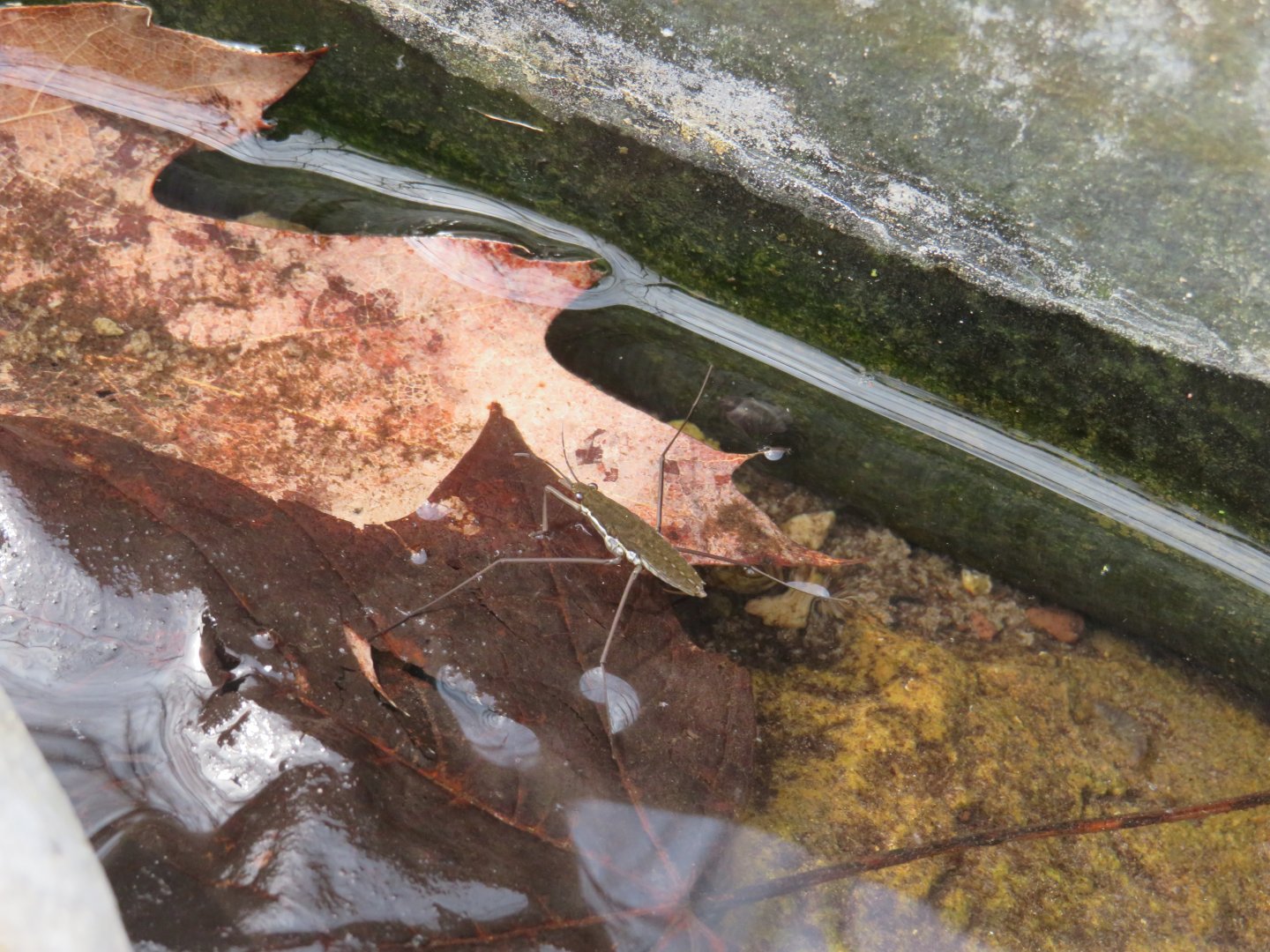 Common water strider