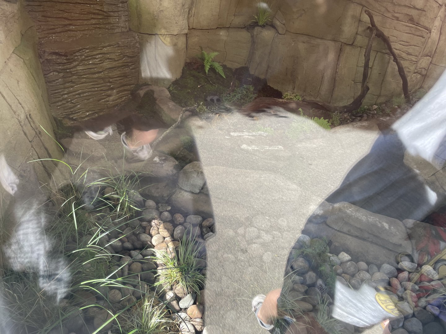 Common water vole enclosure (2)