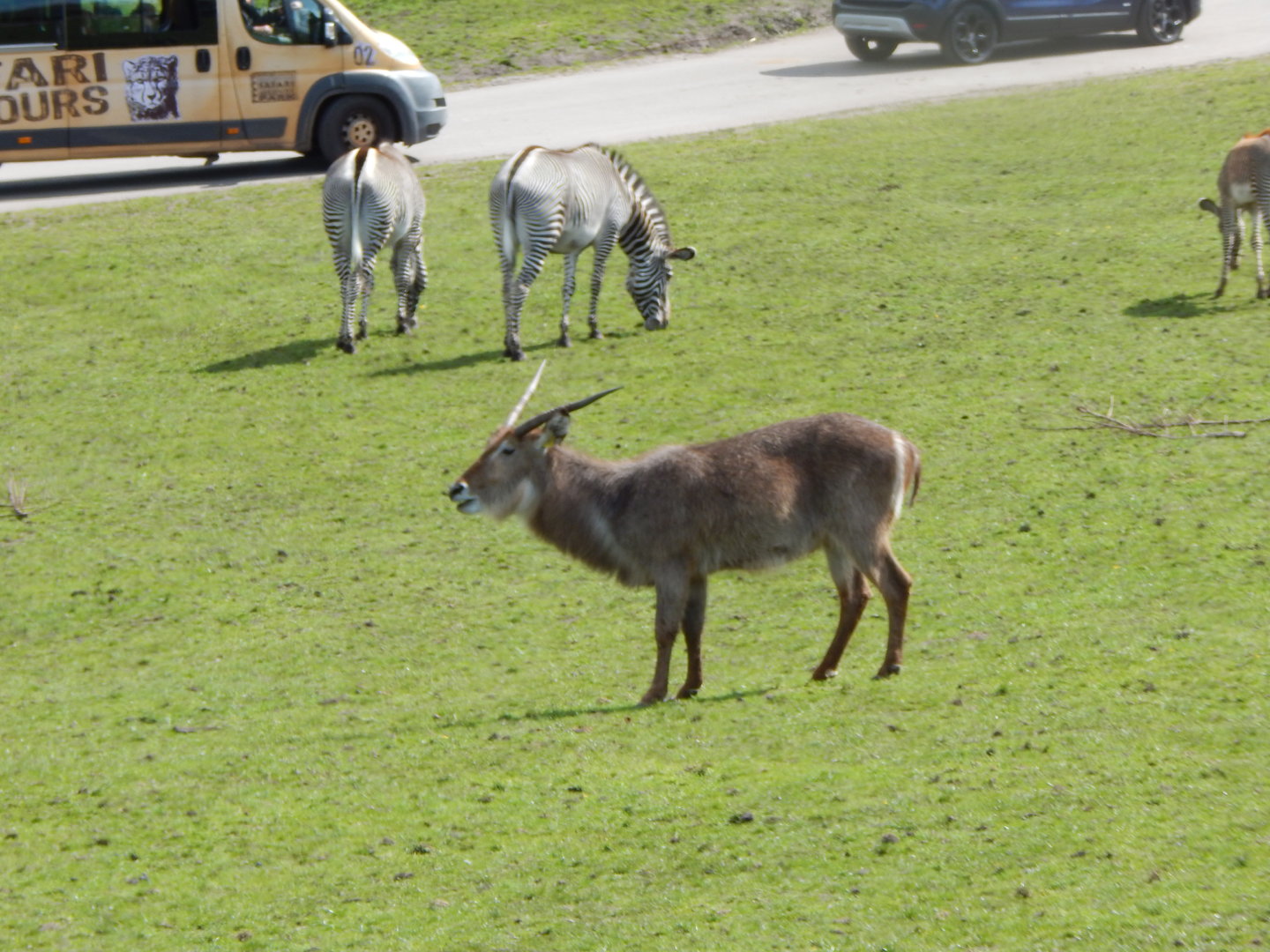 Common waterbuck 150523