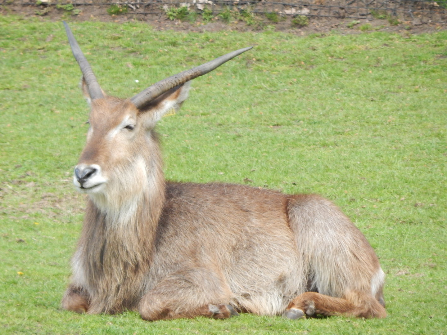 Common waterbuck 150523