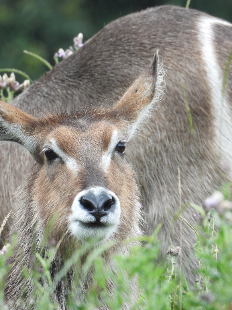 Common Waterbuck- 24th July 2023