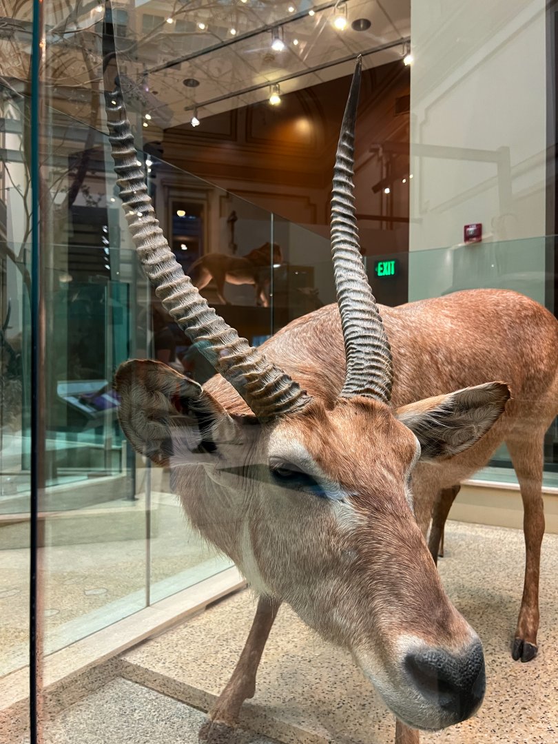 Common Waterbuck Closeup