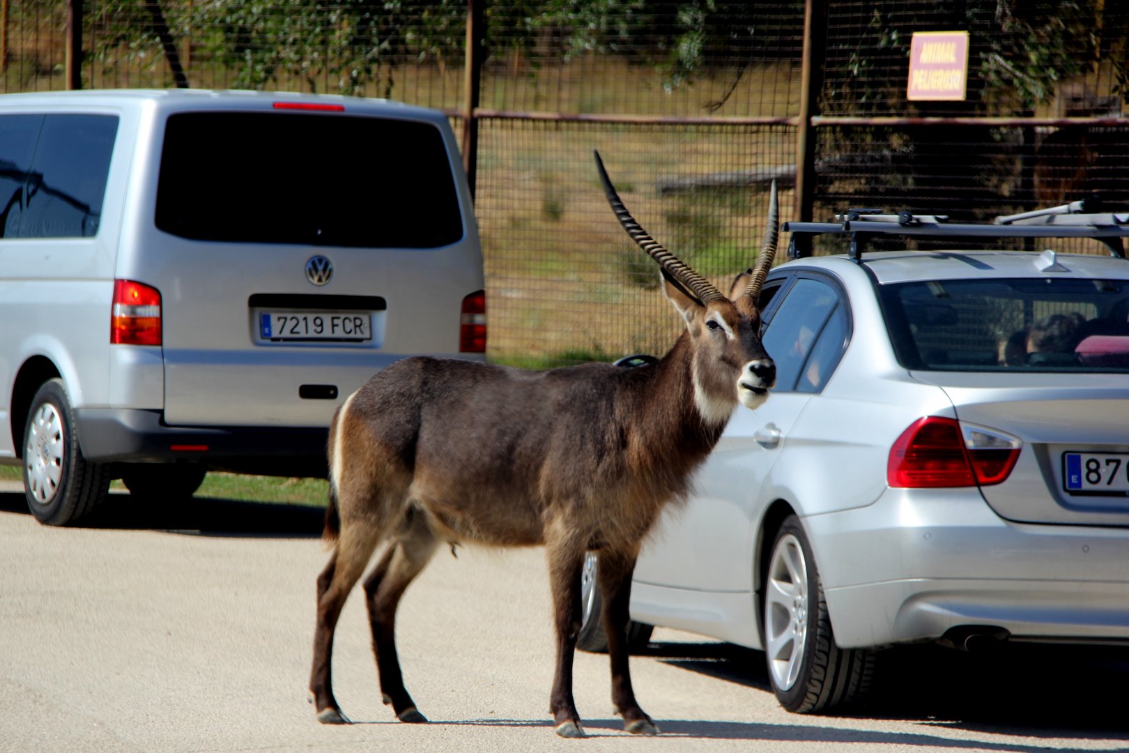 Common Waterbuck (Kobus ellipsiprymnus ellipsiprymnus)