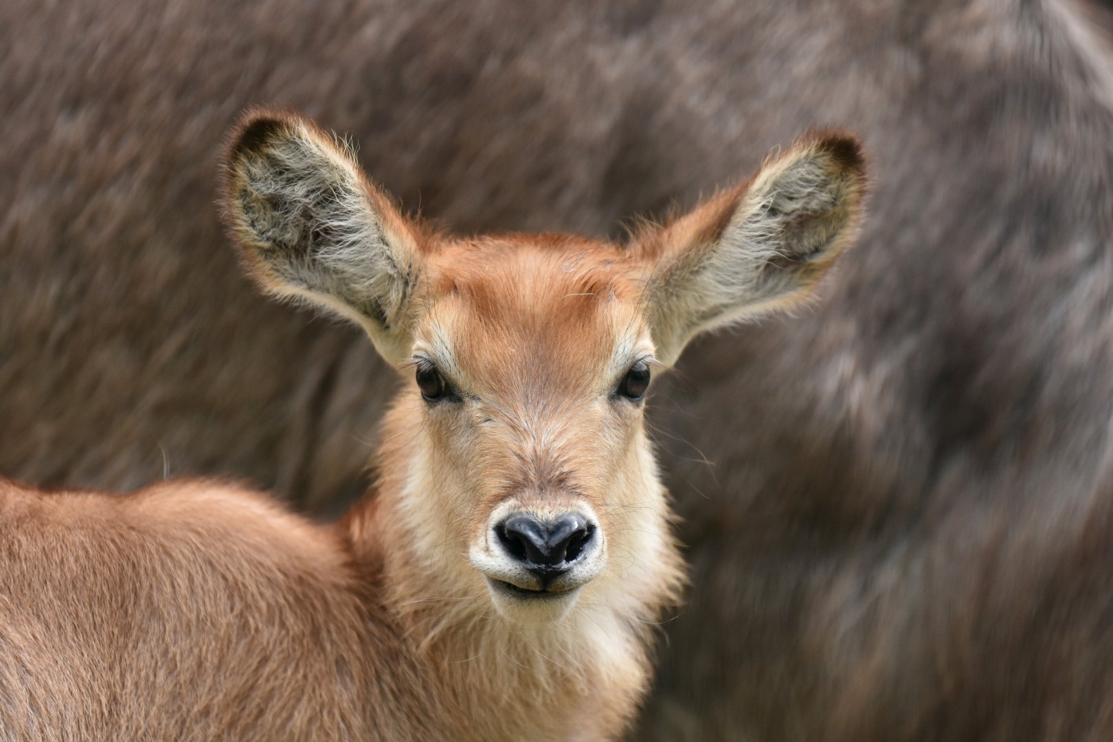Common waterbuck (Kobus ellipsiprymnus ellipsiprymnus)