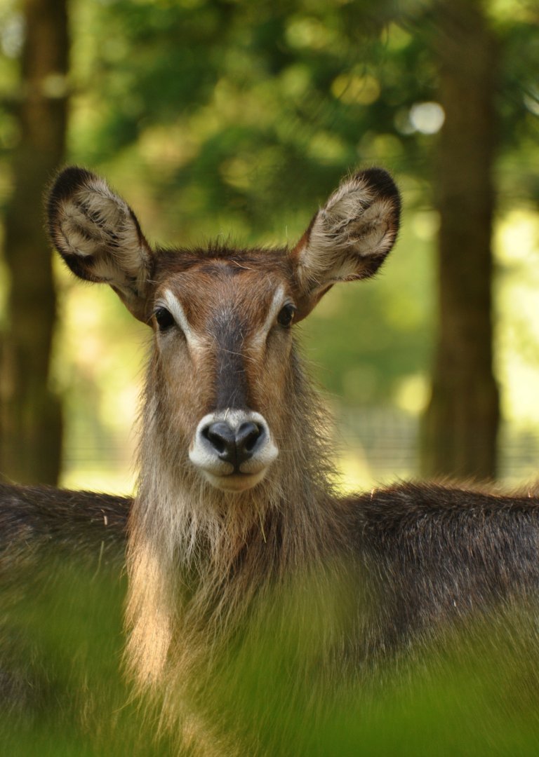 Common waterbuck (Kobus ellipsiprymnus ellipsiprymnus)