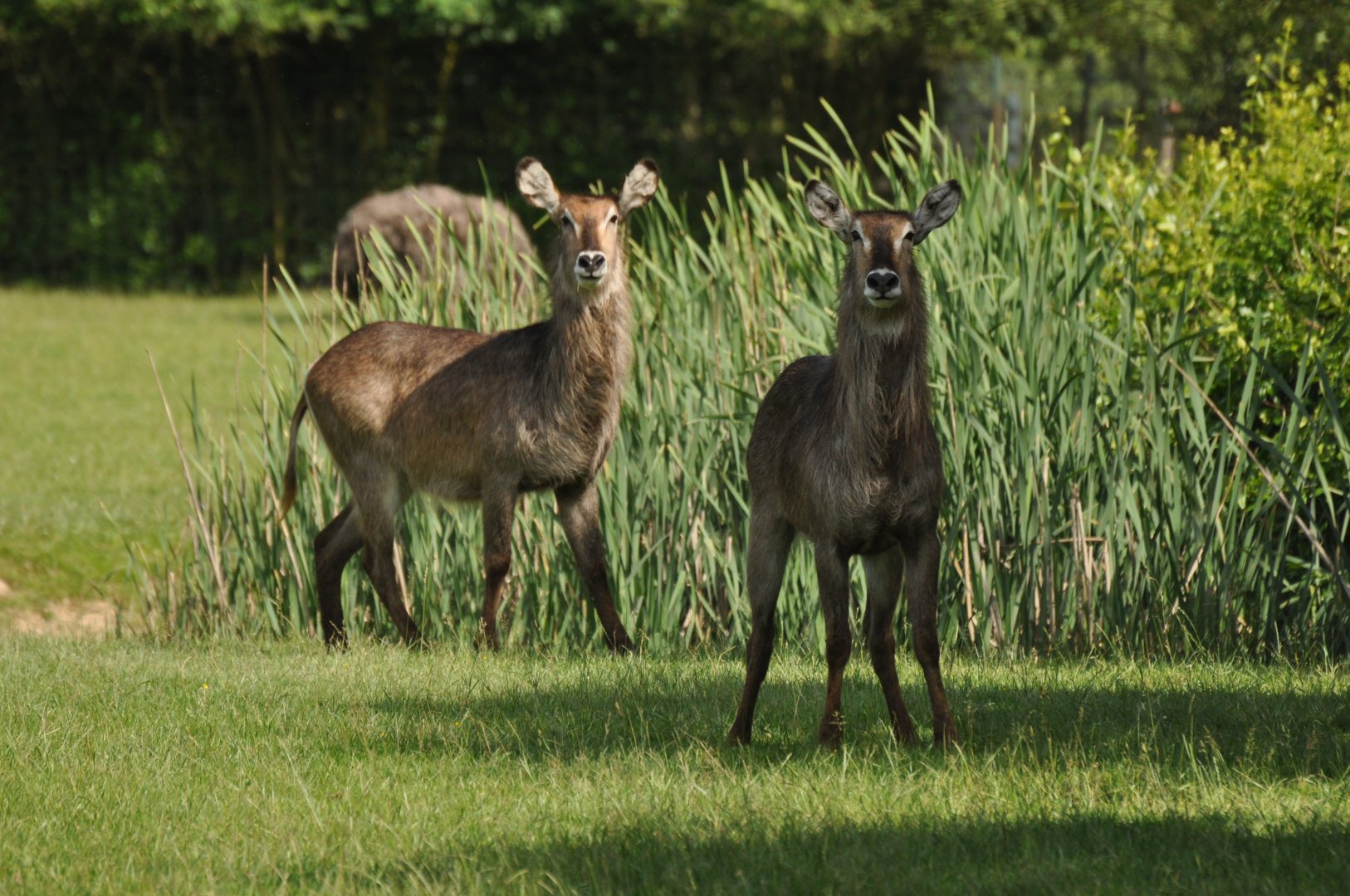 Common waterbuck (Kobus ellipsiprymnus ellipsiprymnus)