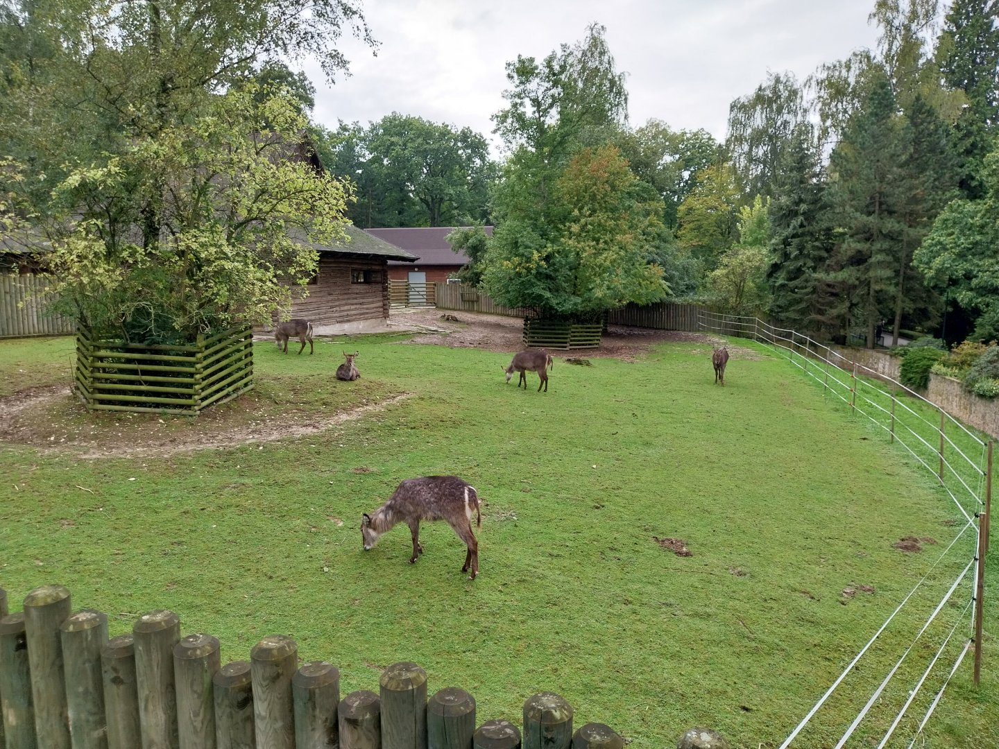 Common Waterbuck (Kobus ellipsiprymnus ellipsiprymnus)