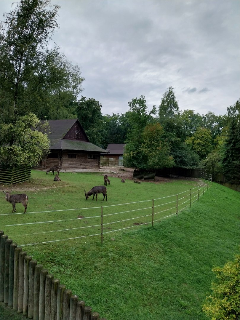Common Waterbuck (Kobus ellipsiprymnus ellipsiprymnus)